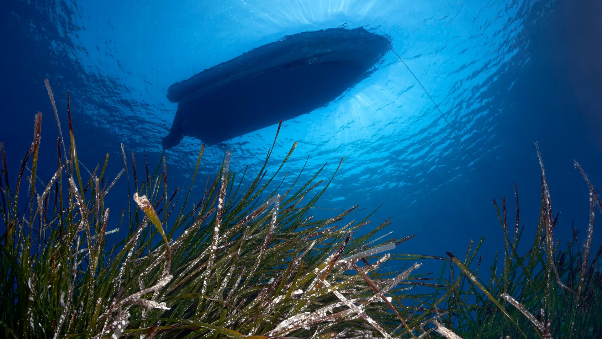 Seegras am Meeresboden. Oben an der Meeresoberfläche sieht man die Silhouette von einem Boot. 