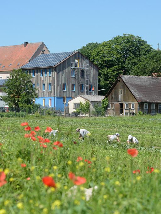Auf einem Feld vor dem Ökodorf Schloss Tempelhof arbeiten mehrere Menschen. Im Hintergrund sind Gebäude des Dorfes zu sehen.