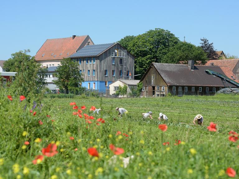 Auf einem Feld vor dem Ökodorf Schloss Tempelhof arbeiten mehrere Menschen. Im Hintergrund sind Gebäude des Dorfes zu sehen.