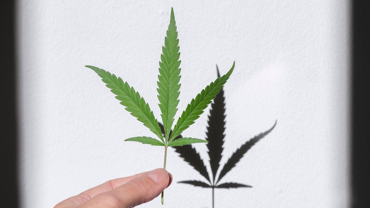 Hand hält Blatt einer Cannabispflanze mit Schatten.