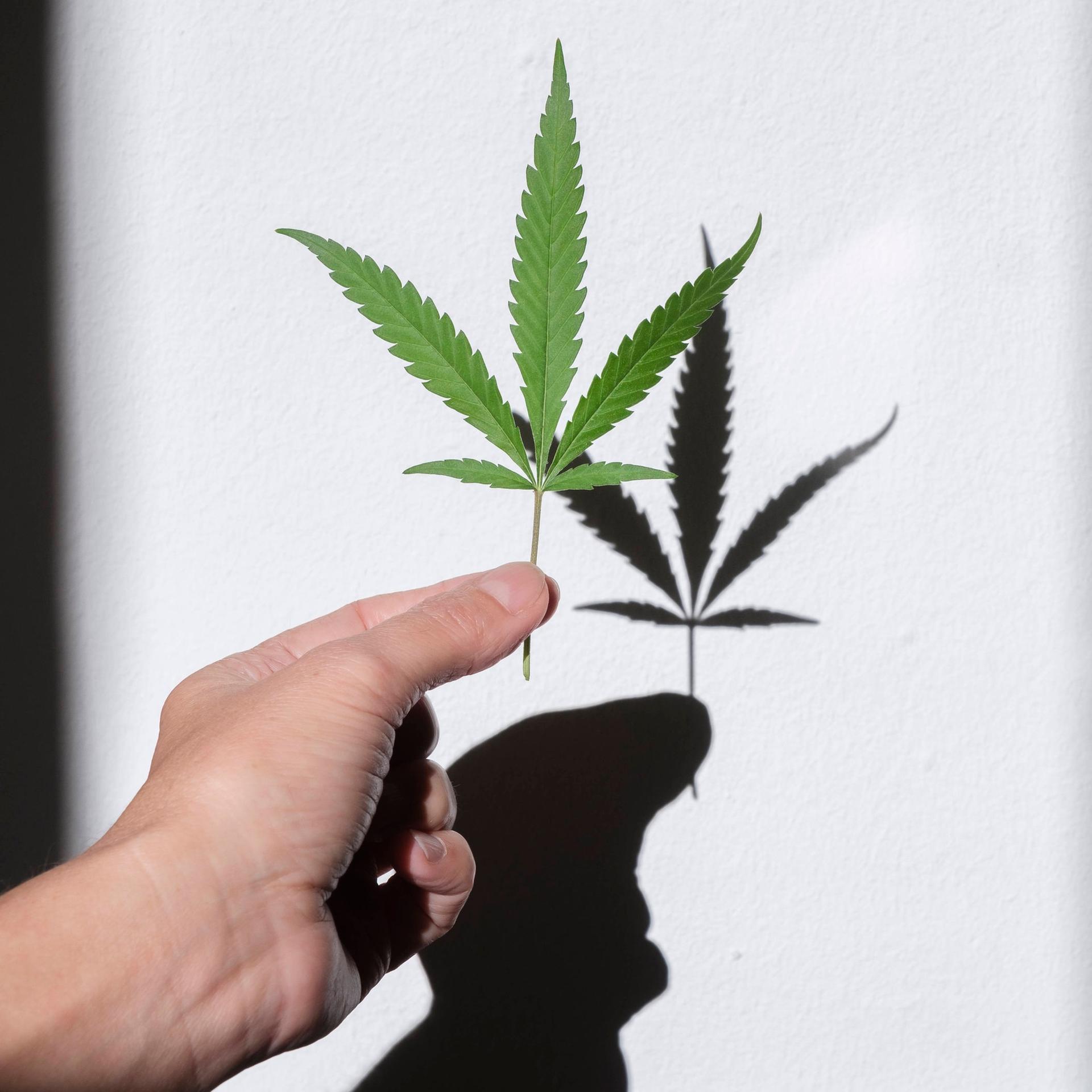 Hand hält Blatt einer Cannabispflanze mit Schatten.