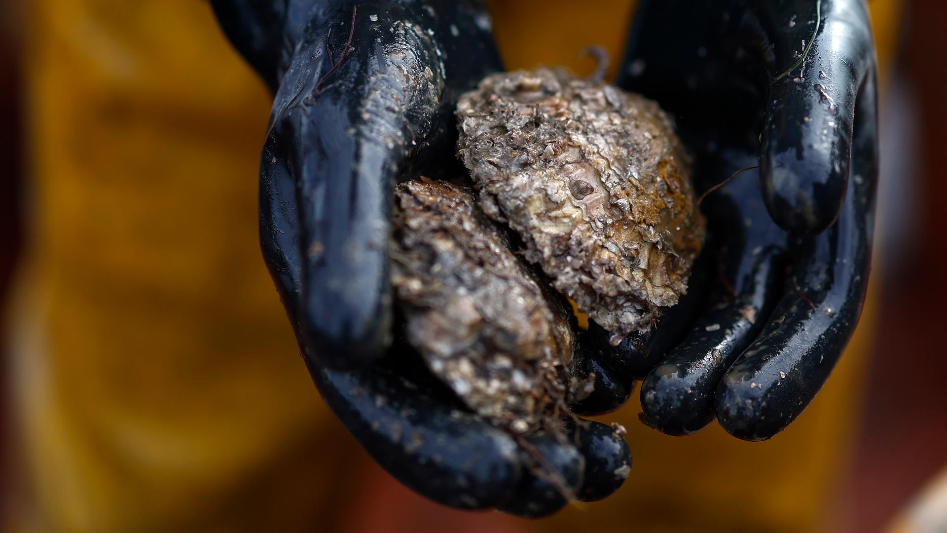 Zwei Hände in schwarzen Handschuhen halten nasse Austern Zwei Hände in schwarzen Handschuhen halten nasse Austern
