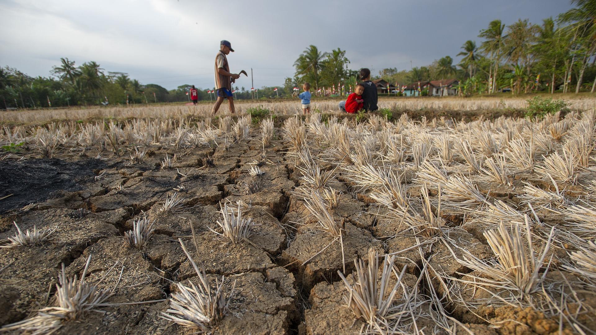 Mehrere Kinder spielen in einem ausgetrockneten Reisfeld in Zentraljava. Der Boden ist rissig und staubig, Wasser ist nicht zu sehen. Die Landschaft wirkt trocken und ausgedörrt, was die Folgen einer längeren Dürre sichtbar macht.