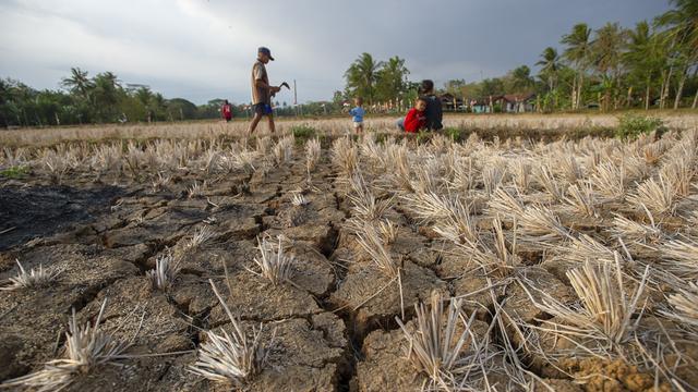 Mehrere Kinder spielen in einem ausgetrockneten Reisfeld in Zentraljava. Der Boden ist rissig und staubig, Wasser ist nicht zu sehen. Die Landschaft wirkt trocken und ausgedörrt, was die Folgen einer längeren Dürre sichtbar macht.