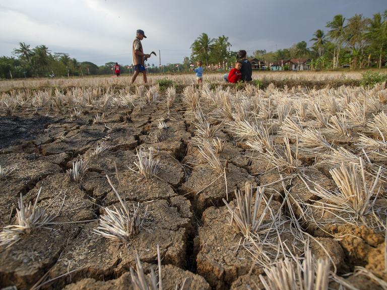 Mehrere Kinder spielen in einem ausgetrockneten Reisfeld in Zentraljava. Der Boden ist rissig und staubig, Wasser ist nicht zu sehen. Die Landschaft wirkt trocken und ausgedörrt, was die Folgen einer längeren Dürre sichtbar macht.