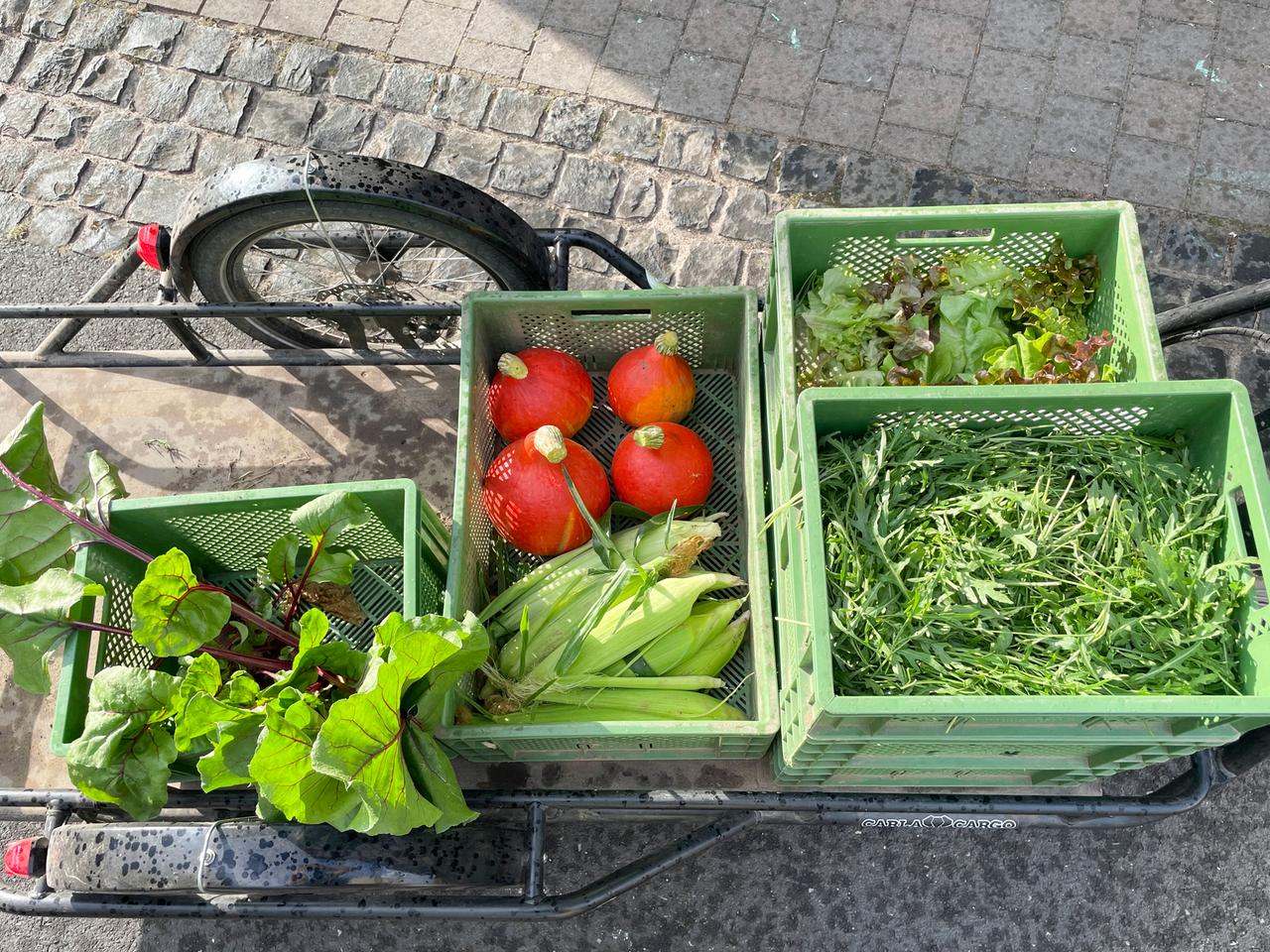 Bio-Gemüse wird auf einem Fahrradanhänger geliefert