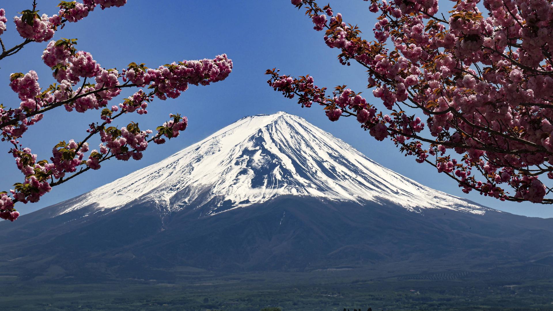 Im Hintergrund ist der schneebedeckte Mount Fuji in Japan zu sehen, im Vordergrund blühende Kirschbäume. Im Hintergrund ist der schneebedeckte Mount Fuji in Japan zu sehen, im Vordergrund blühende Kirschbäume.