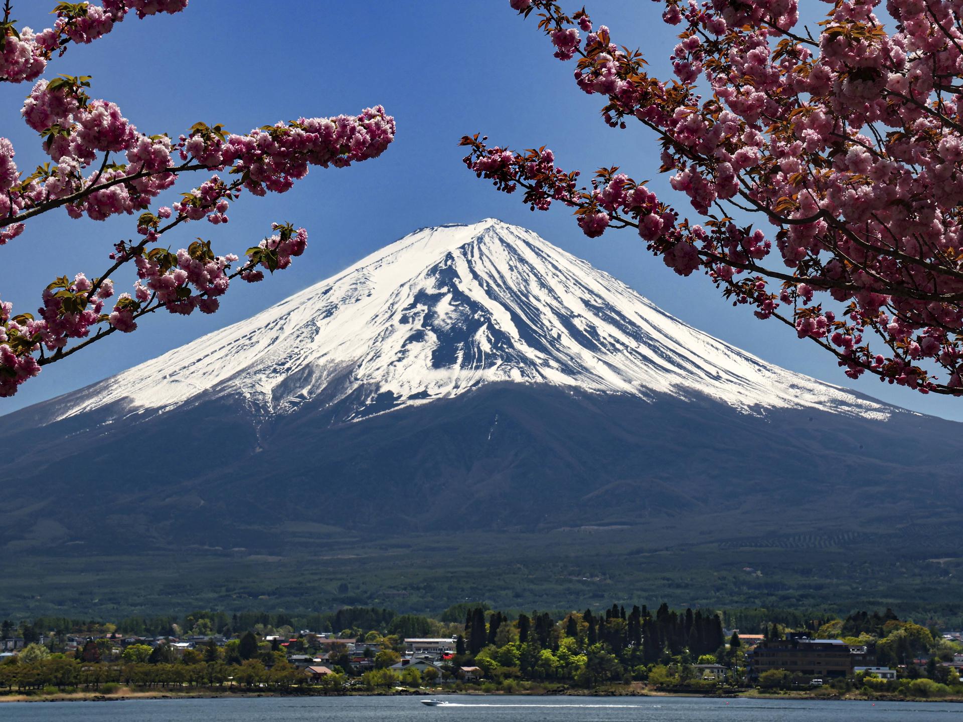Im Hintergrund ist der schneebedeckte Mount Fuji in Japan zu sehen, im Vordergrund blühende Kirschbäume.