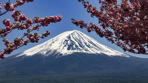 Im Hintergrund ist der schneebedeckte Mount Fuji in Japan zu sehen, im Vordergrund blühende Kirschbäume. Im Hintergrund ist der schneebedeckte Mount Fuji in Japan zu sehen, im Vordergrund blühende Kirschbäume.