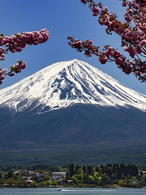 Im Hintergrund ist der schneebedeckte Mount Fuji in Japan zu sehen, im Vordergrund blühende Kirschbäume.