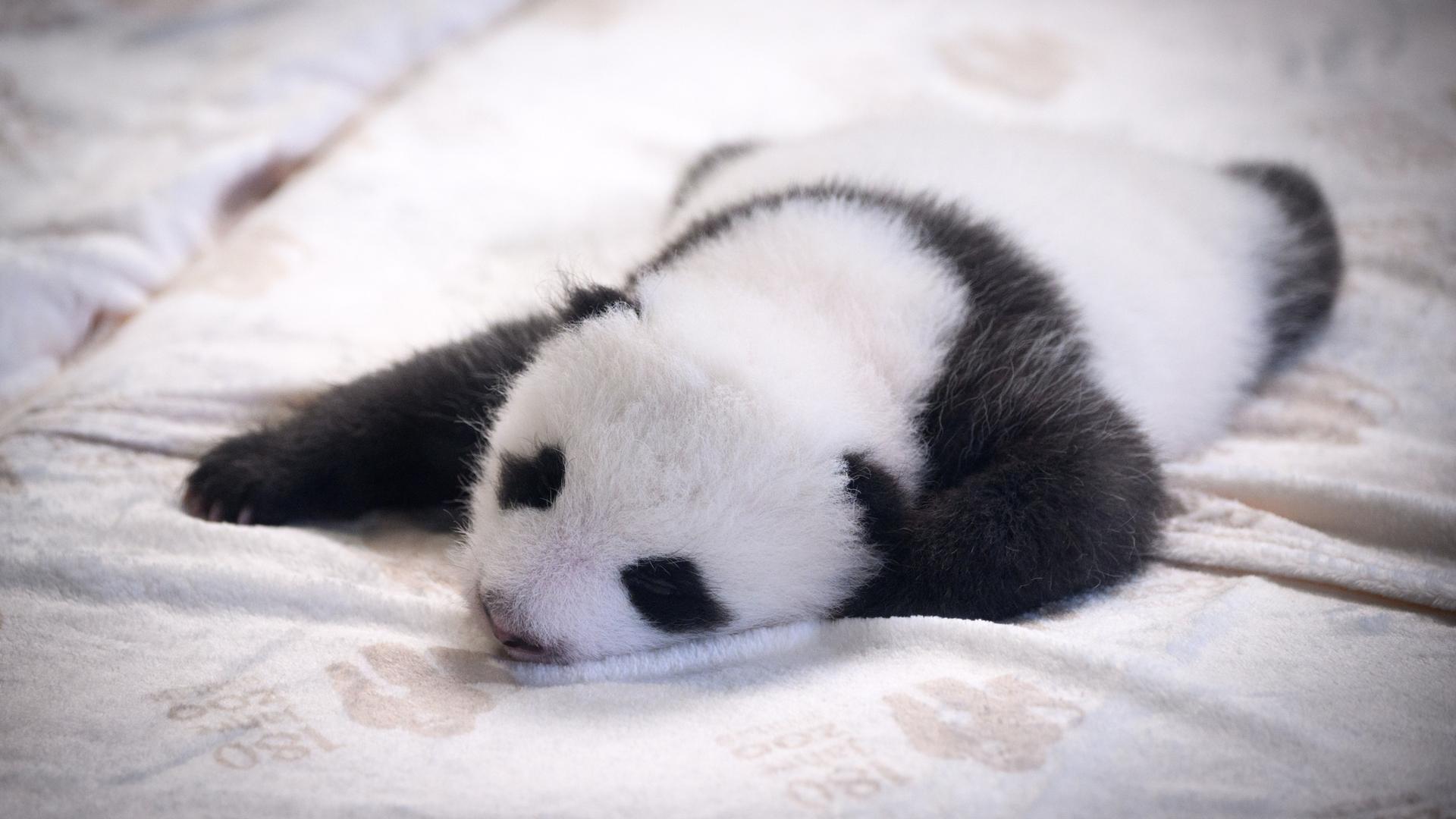 Einer der zwei neugeborenen Panda-Bären liegt in einem Baby-Bett im Panda-Gehege im Zoologischen Garten Berlin. 