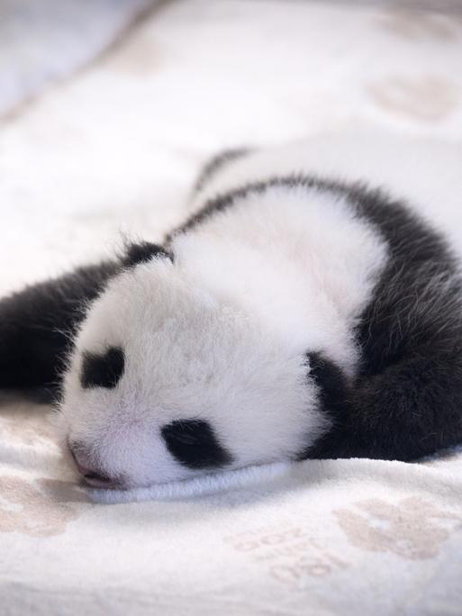 Einer der zwei neugeborenen Panda-Bären liegt in einem Baby-Bett im Panda-Gehege im Zoologischen Garten Berlin. 