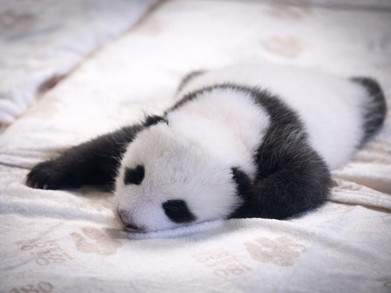 Einer der zwei neugeborenen Panda-Bären liegt in einem Baby-Bett im Panda-Gehege im Zoologischen Garten Berlin. 