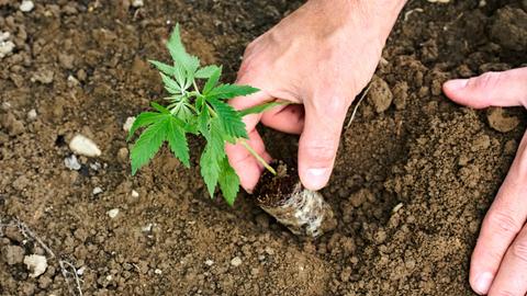Ein Mann pflanzt eine junge Cannabis Pflanze im Garten in die Erde. 