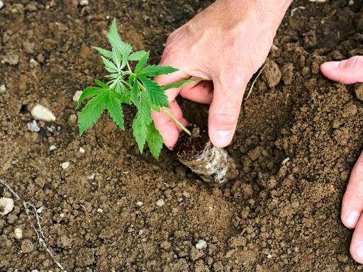 Ein Mann pflanzt eine junge Cannabis Pflanze im Garten in die Erde.  Ein Mann pflanzt eine junge Cannabis Pflanze im Garten in die Erde.