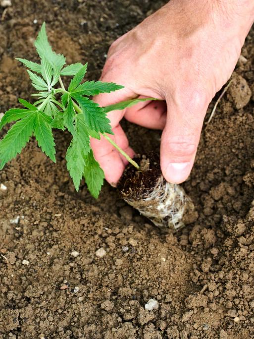 Ein Mann pflanzt eine junge Cannabis Pflanze im Garten in die Erde. 