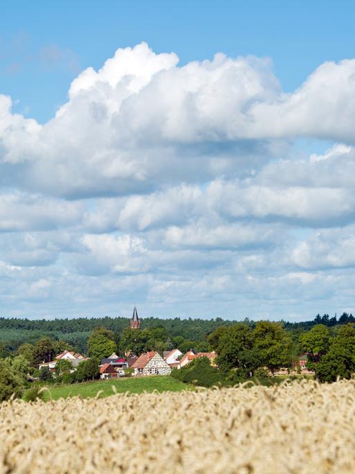 Wolken am blauen Himmel ziehen über ein Weizenfeld am Rande eines Dorfes. Wolken am blauen Himmel ziehen über ein Weizenfeld am Rande eines Dorfes.