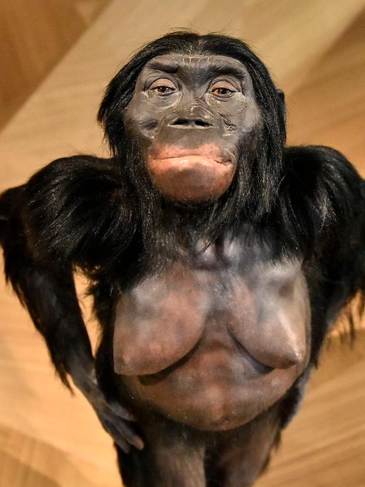 Rekonstruktion von "Lucy", einer kleinen Frau, die starke Merkmale einer Menschenäffin hat und vor etwa 3,2 Millionen Jahren gelebt haben könnte