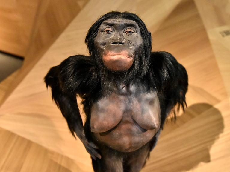 Rekonstruktion von "Lucy", einer kleinen Frau, die starke Merkmale einer Menschenäffin hat und vor etwa 3,2 Millionen Jahren gelebt haben könnte