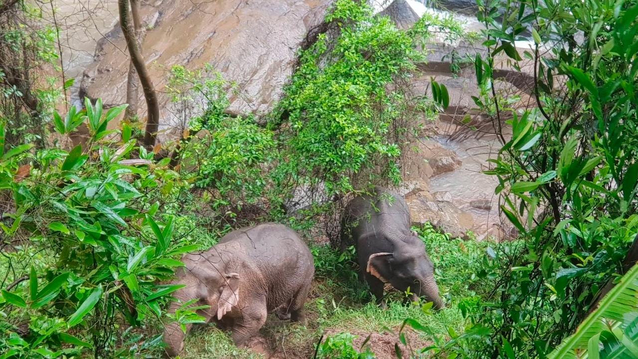 Zwei Elefanten kämpfen sich an einem Wasserfall in Thailand durch Gestrüpp.