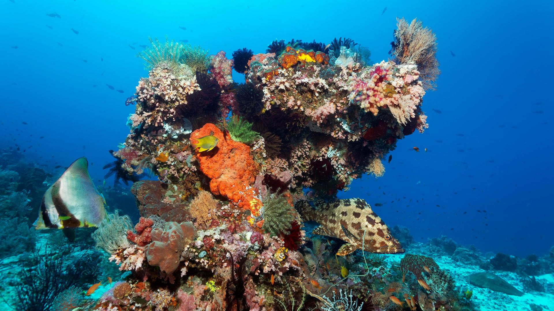 Korallenblock, verschiedene Wirbellose (Invertebrata) Tiere, Schwämme (Porifera) und Korallen am Great Barrier Reef in Australien