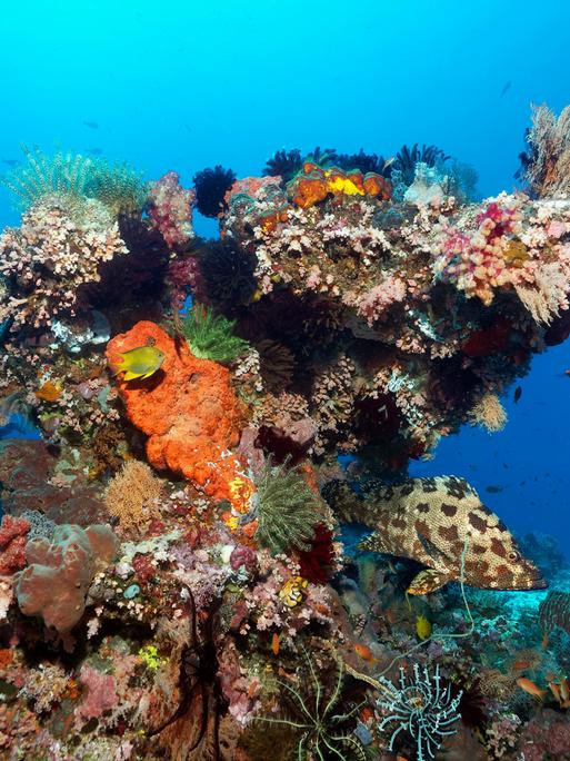Korallenblock, verschiedene Wirbellose (Invertebrata) Tiere, Schwämme (Porifera) und Korallen am Great Barrier Reef in Australien