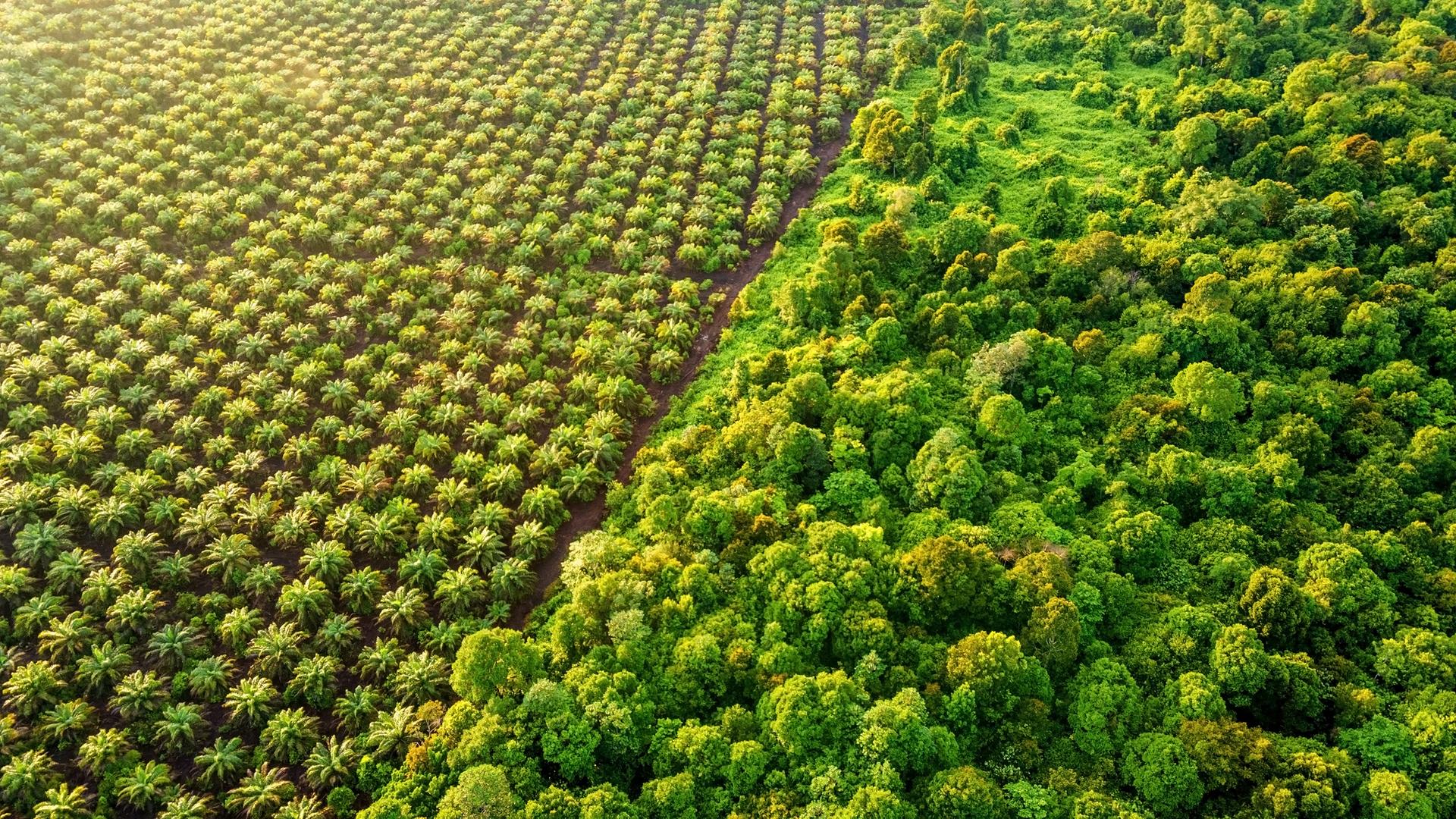 Luftaufnahme auf ein Stück Regenwald, neben dem eine Palmöl-Plantage entsteht.