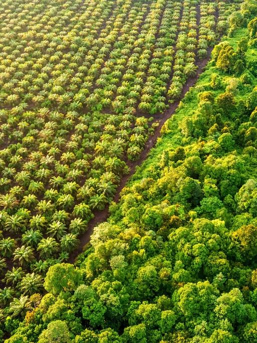 Luftaufnahme auf ein Stück Regenwald, neben dem eine Palmöl-Plantage entsteht.