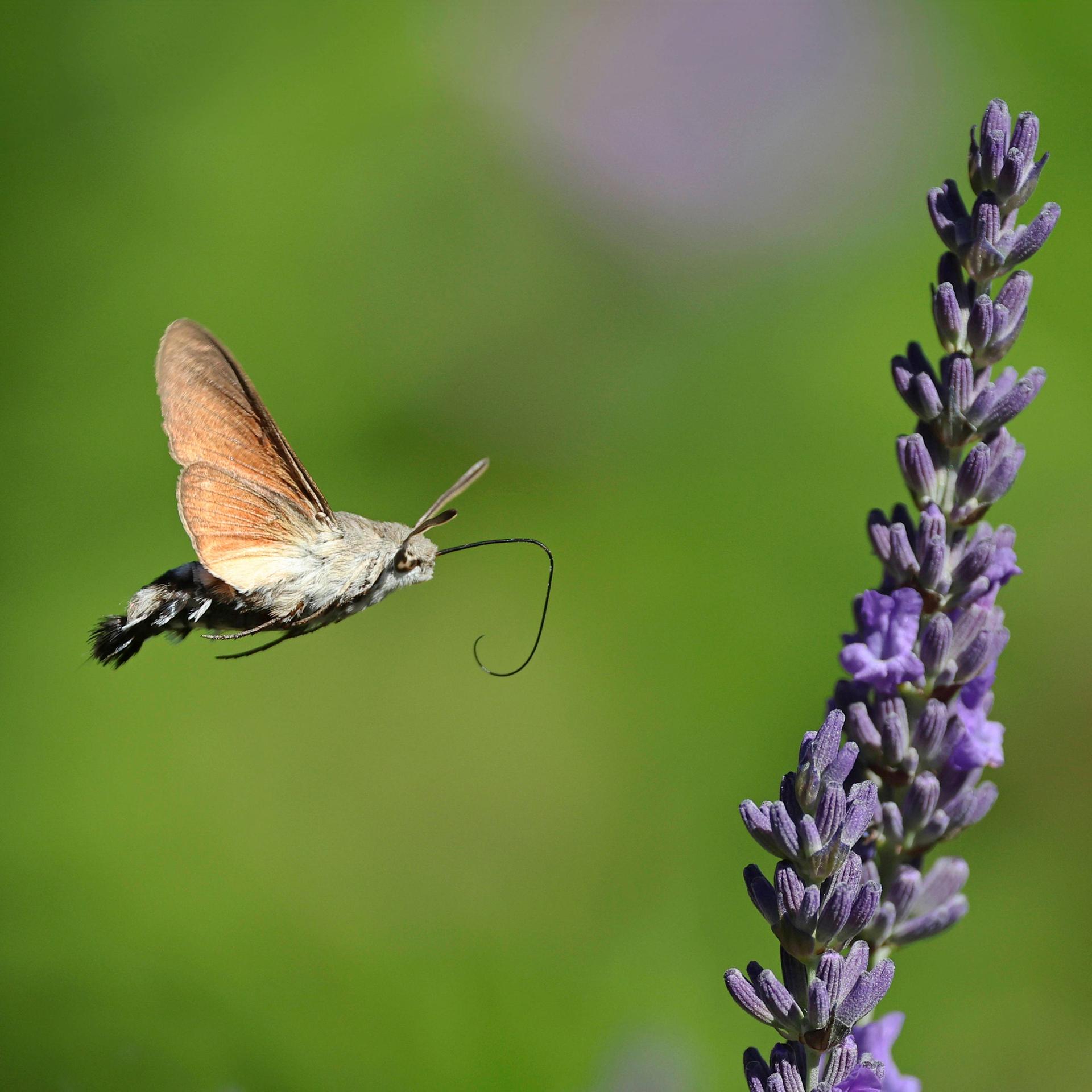 Insektensterben - Per Radar dem Schwund von Faltern auf der Spur