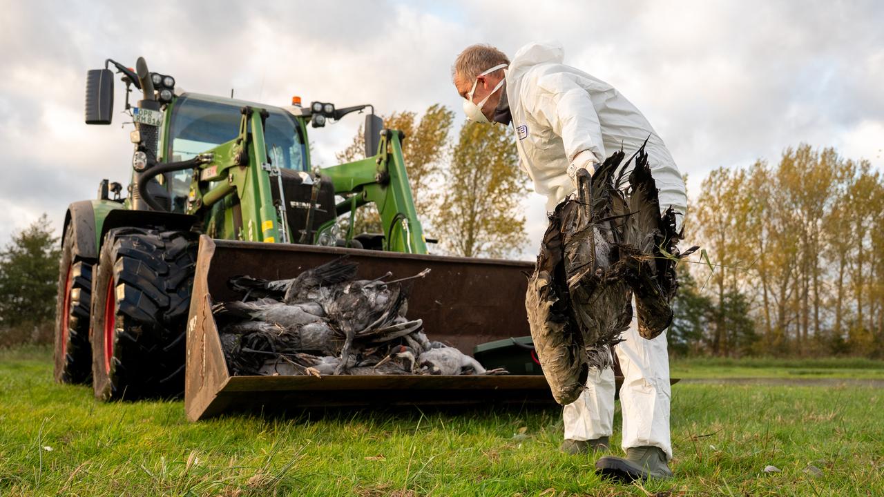 Ein Helfer in weißer Schutzmontur sammelt einen toten Kranich auf und wirft ihn in eine Traktorschaufel, in der schon andere tote Tiere liegen.
