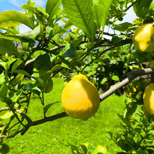 Gelbe und grüne Zitronen wachsen an einem Zitronenbaum in der Gemeinde Nago-Torbole am Gardasee.