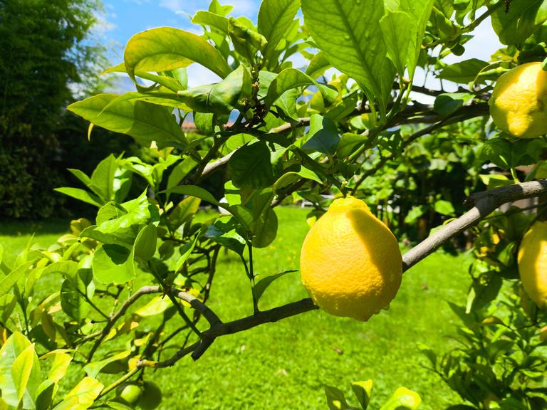 Gelbe und grüne Zitronen wachsen an einem Zitronenbaum in der Gemeinde Nago-Torbole am Gardasee.