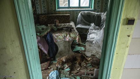 Oblast: Nach dem Rückzug der russischen Truppen läuft ein Hund durch ein zerstörtes Bauernhaus.