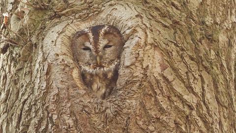 Camouflage: Eine Eule verschwindet fast in einem gleichfarbigen Baum.