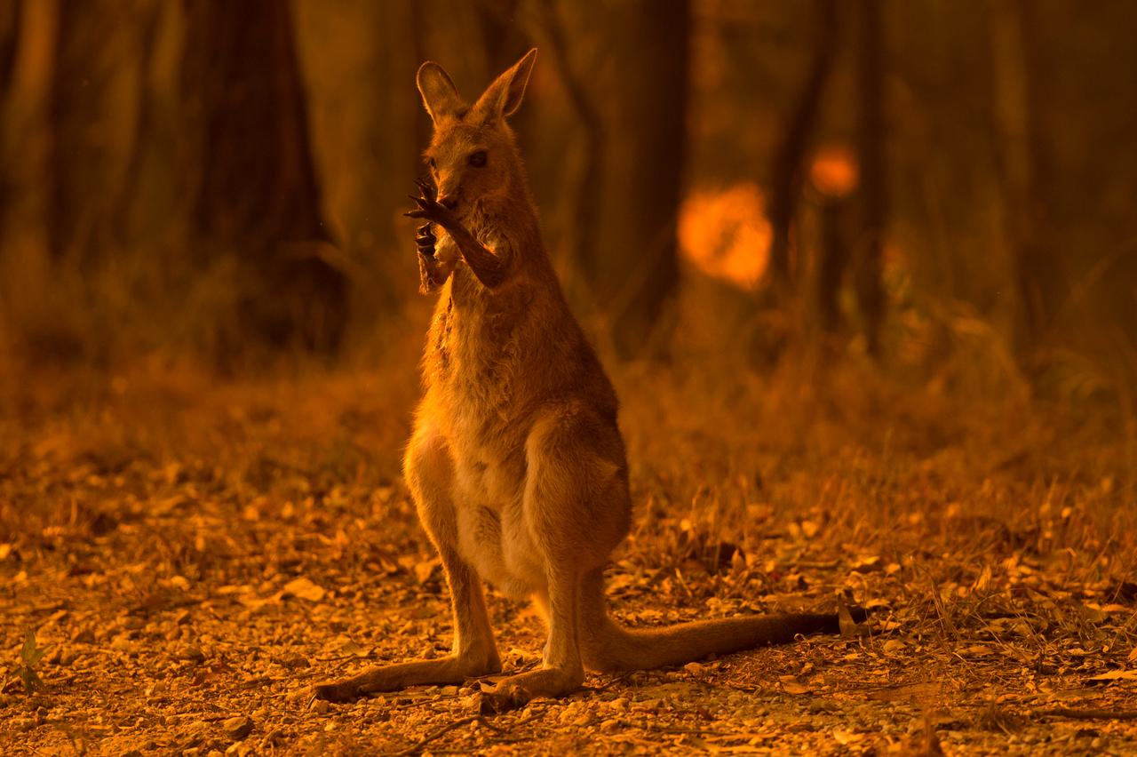 Ein Wallaby leckt seine verbrannten Pfoten, nachdem es einem Buschfeuer entkommen ist. 

