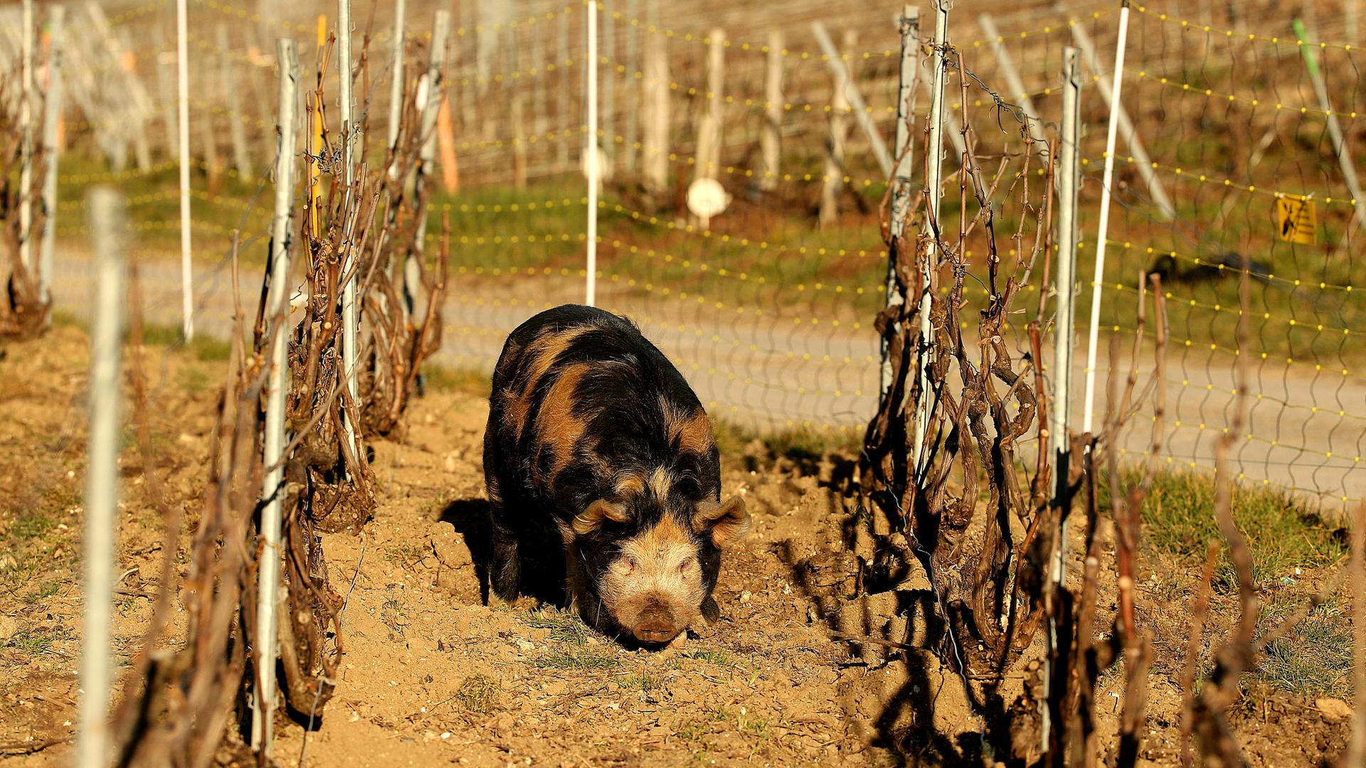 Ein Kunekune-Schwein bei der "Arbeit" im Weinberg Ein Kunekune-Schwein bei der "Arbeit" im Weinberg