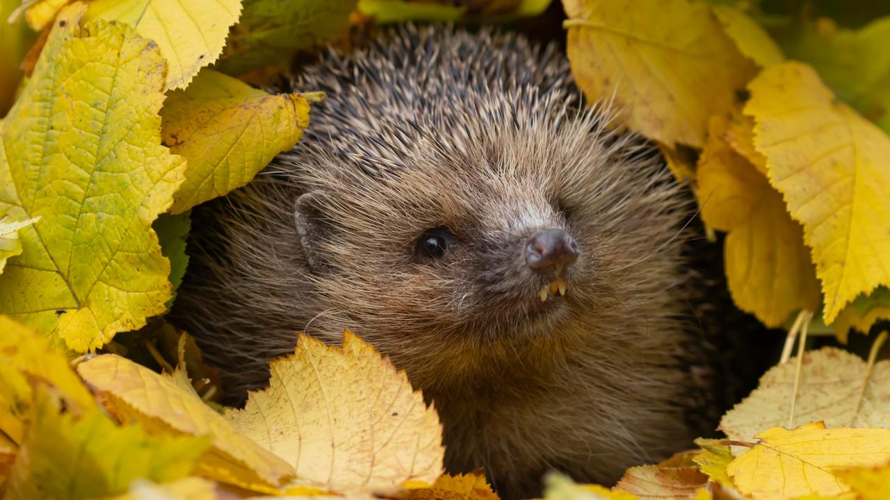 Ein westeuropäischer Igel (Erinaceus europaeus) inmitten gefallener Herbstblätter