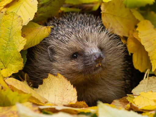 Ein westeuropäischer Igel (Erinaceus europaeus) inmitten gefallener Herbstblätter