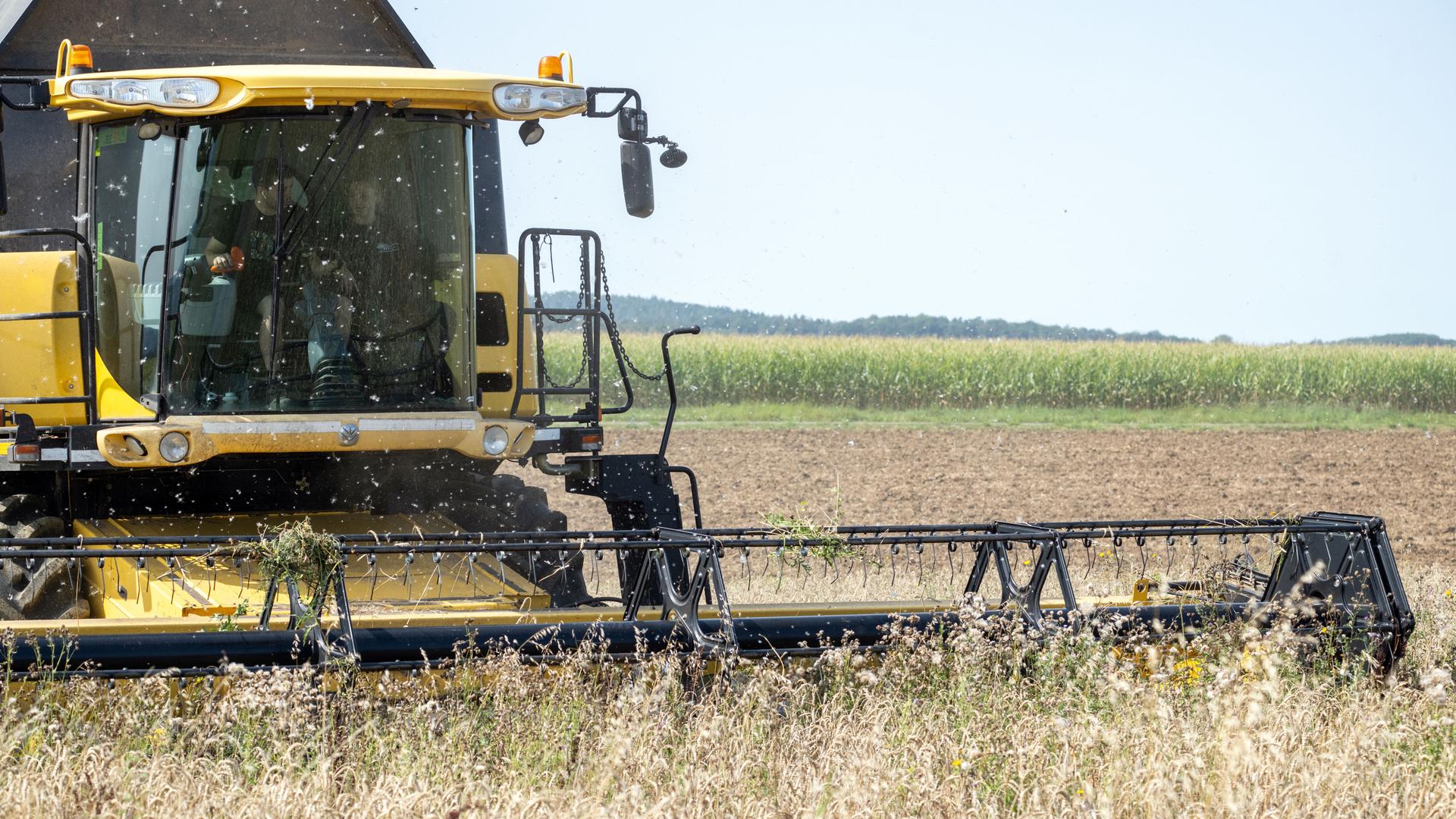 Ein Landwirt fährt mit einem Mähdrescher über ein Feld mit Bioweizen und holt die Ernte ein.