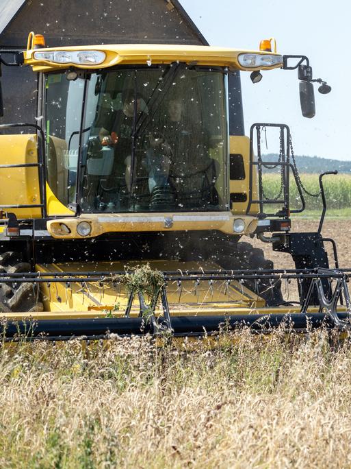 Ein Landwirt fährt mit einem Mähdrescher über ein Feld mit Bioweizen und holt die Ernte ein.