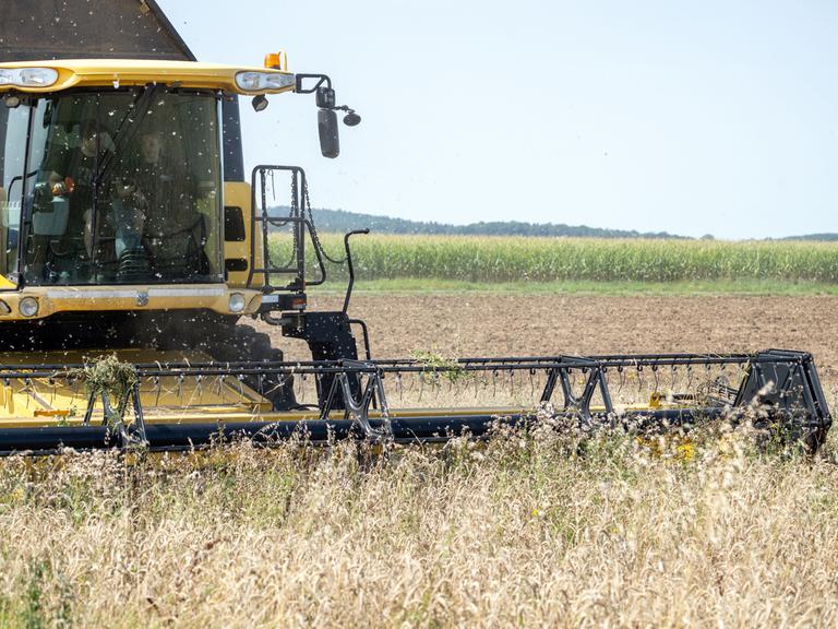 Ein Landwirt fährt mit einem Mähdrescher über ein Feld mit Bioweizen und holt die Ernte ein.