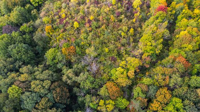 Ein herbstlich gefärbter Mischwald (Luftaufnahme mit einer Drohne). 