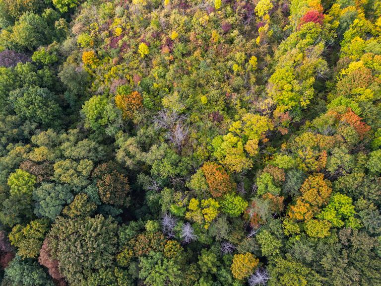 Ein herbstlich gefärbter Mischwald (Luftaufnahme mit einer Drohne). 