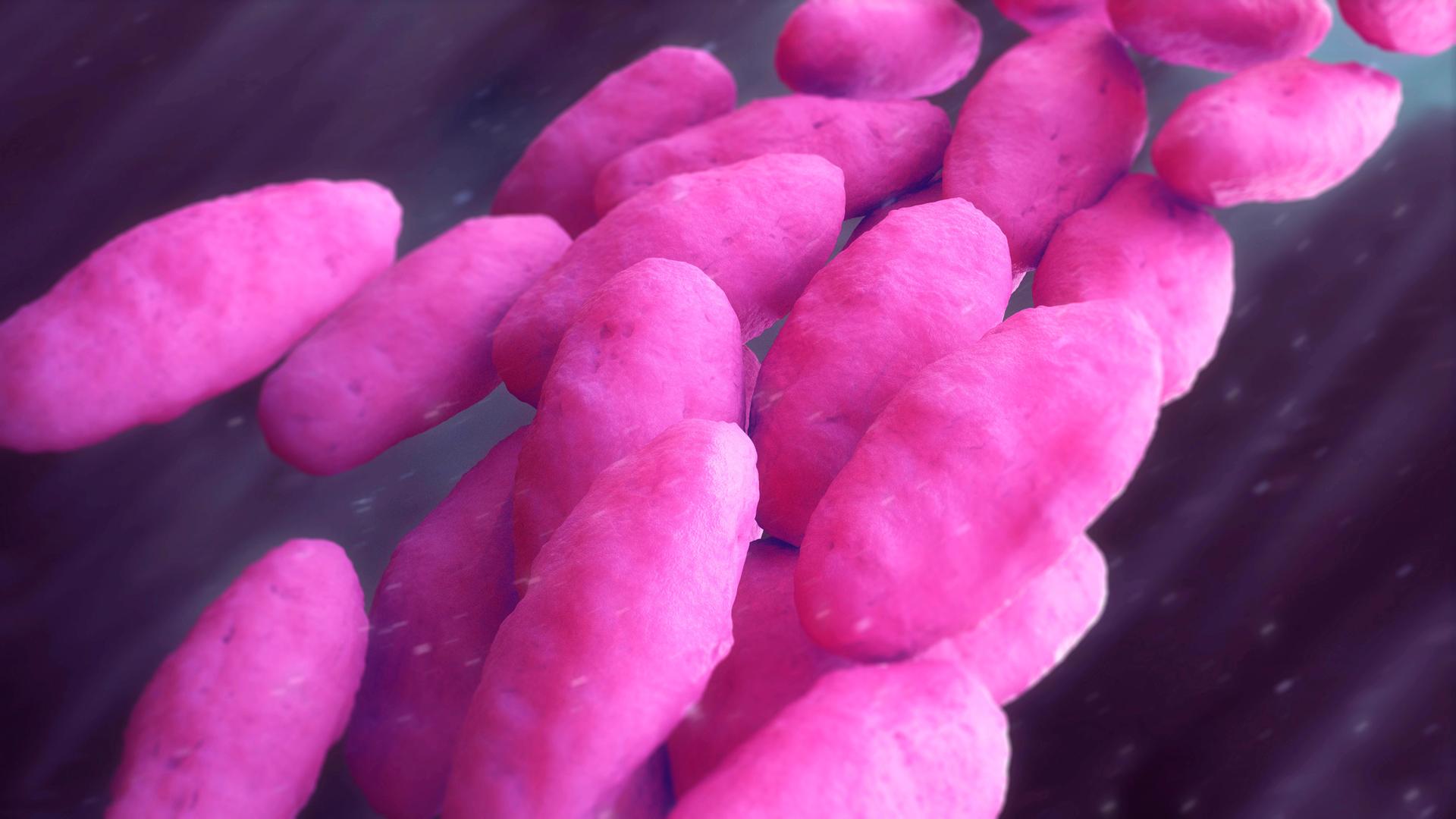 Das Bild zeigt eine 3D-Illustration von Carbapenem-resistenten Bakterien: mehrere ovalförmige Gebilde in einem leuchtenden Rosa-Ton. 