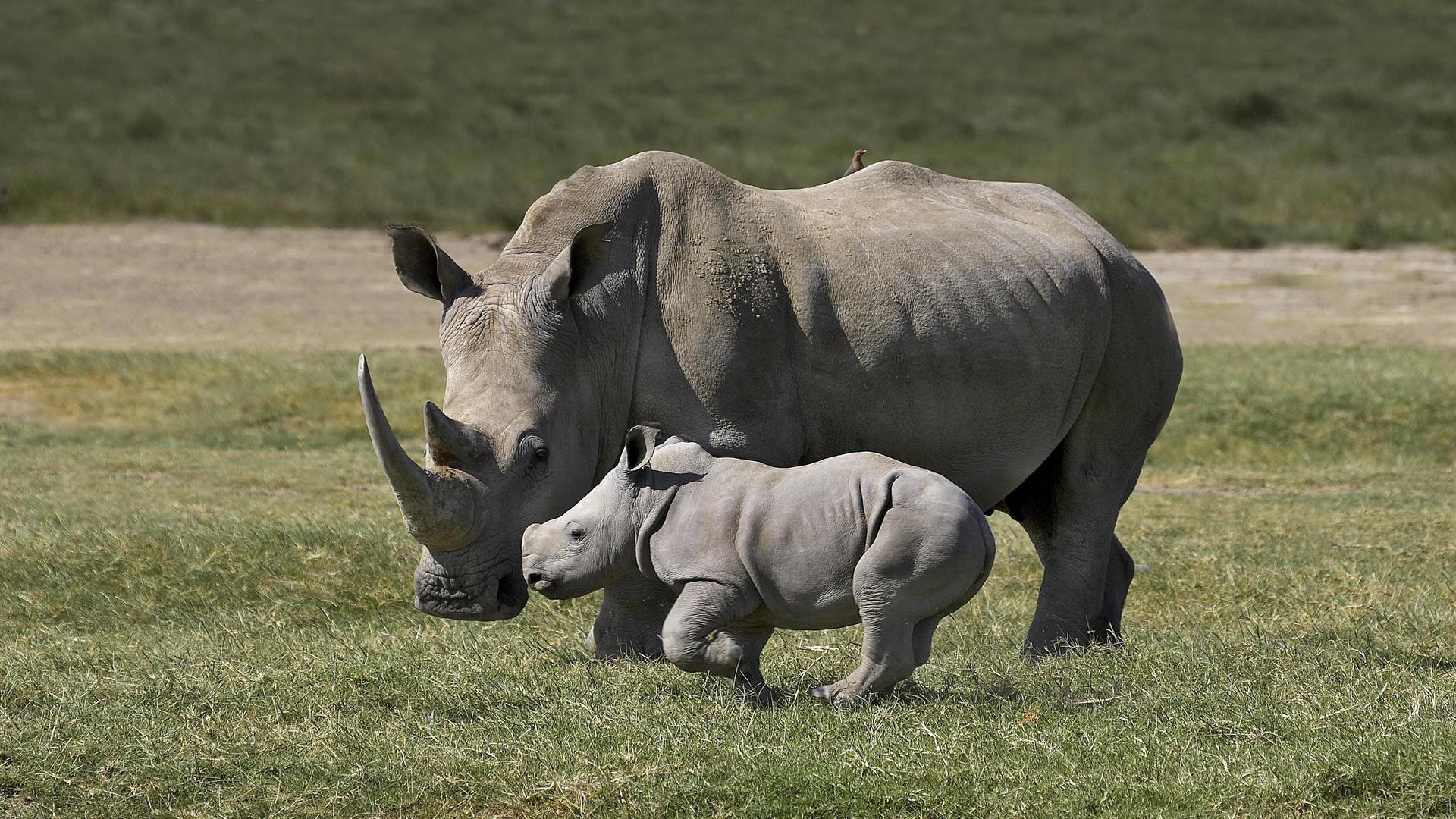 Zwei Breitmaulnashörner, eine Mutter mit Kalb, in Kenia.