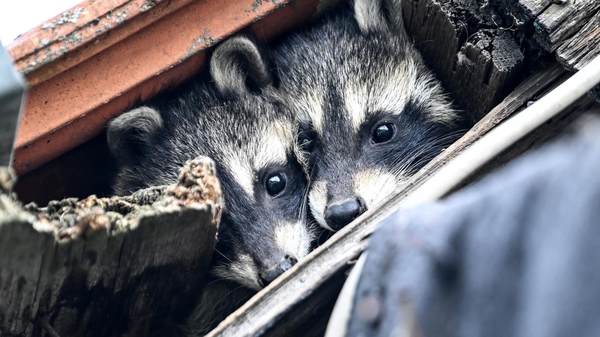 Zwei junge Waschbären schauen unter einem Dach hervor. Waschbären Welpen verlassen im Alter von sechs bis neun Wochen zum erstmal ihr Versteck.