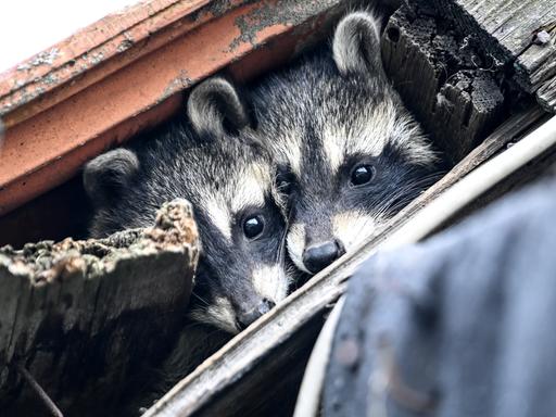 Zwei junge Waschbären schauen unter einem Dach hervor. Waschbären Welpen verlassen im Alter von sechs bis neun Wochen zum erstmal ihr Versteck.