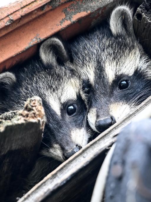 Zwei junge Waschbären schauen unter einem Dach hervor. Waschbären Welpen verlassen im Alter von sechs bis neun Wochen zum erstmal ihr Versteck.