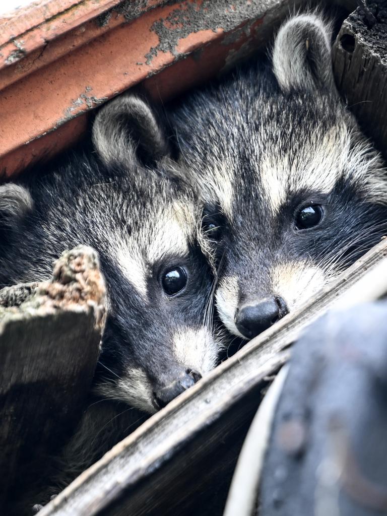 Zwei junge Waschbären schauen unter einem Dach hervor. Waschbären Welpen verlassen im Alter von sechs bis neun Wochen zum erstmal ihr Versteck.