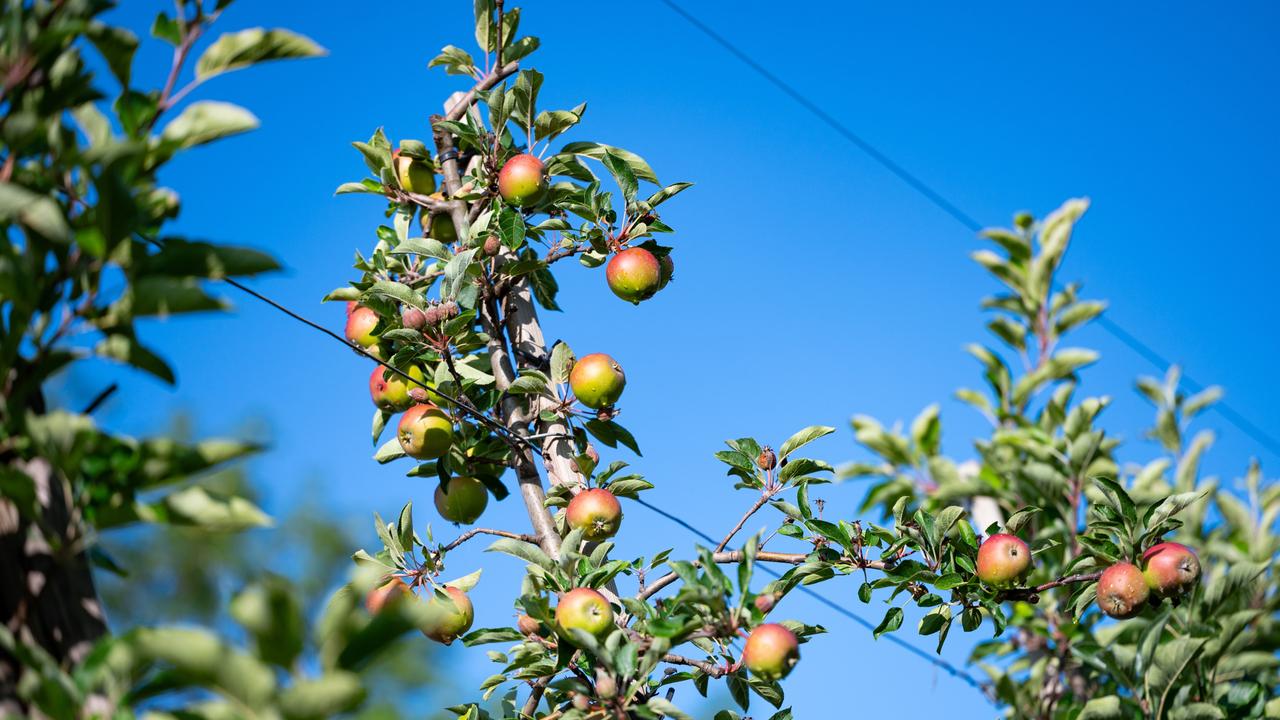 Obst pflücken in der Stadt